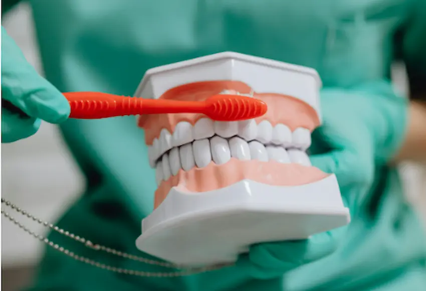 🦷 ¿Cuáles son los 4 tipos de dientes en tu boca? | Lema Dental Clinic
