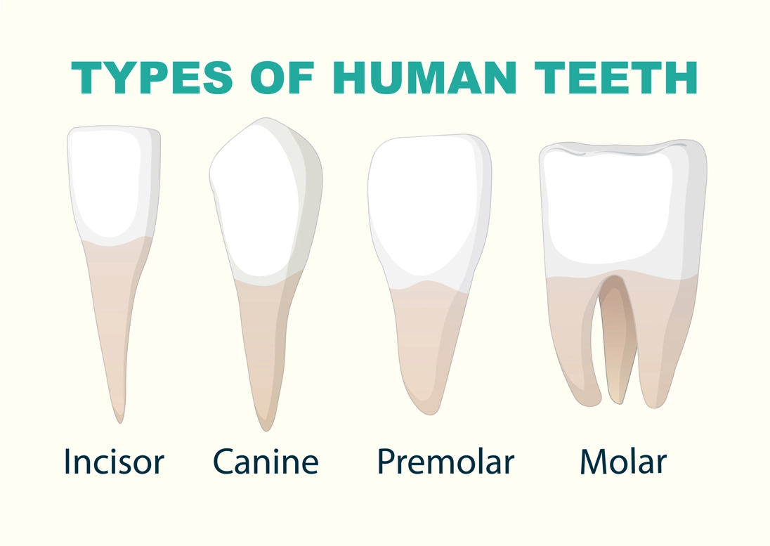 types of human teeth